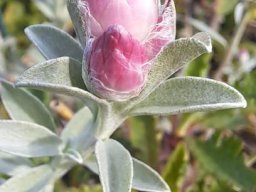 Syncarpha canescens pink buds